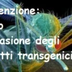 insetti transgenici