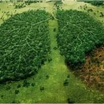 deforestazione