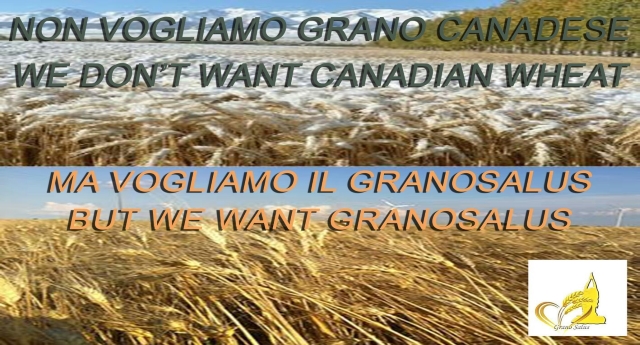 grano canadese